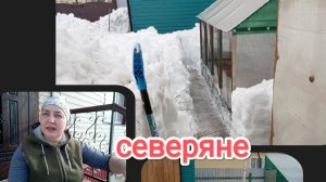 жизнь на крайнем севере/пришла весна/голубика