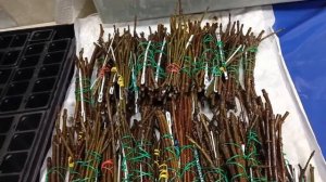 Укоренение одревесневших черенков гортензий. 06.03.2025.