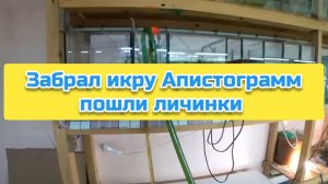 Забрал икру Апистограмм пошли личинки