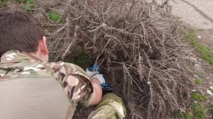 Не всегда и у нас зимует розмарин.