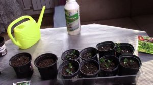 27.03.26 г. Огурцы взошли на 3 день. Что делаем дальше.