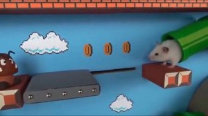 хомяк и паркур