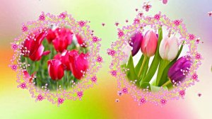 Весна! Очаровательные тюльпаны 1! Киностудия Мудрого Кота Тимофея!