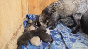 ЛисЯша The Fox в прямом эфире!