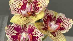 Орхидеи в марте 1 часть