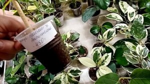 Выставка в Краснодаре 28-29 марта. Галактика, часть 1.