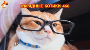 Нарядные Котики расслабляются на солнышке 🌞 🐈🐈🐈 (466)