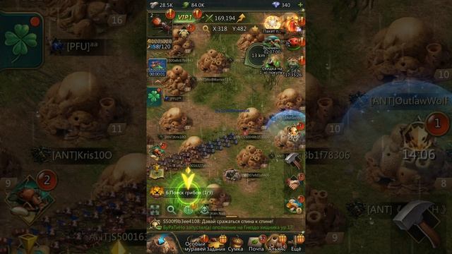 я получил нового муравья, муравья фараона!