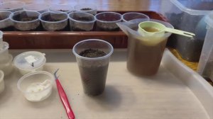 При таком ПОСЕВЕ ПЕРЕЦ обязательно ВЗОЙДЕТ! Все этапы, подробно.