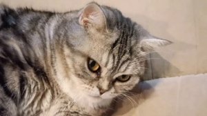 Вот так наша Милочка испортила фигуру за зиму -  летом всегда худеет!!!👍😺