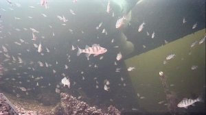 1000012493.mp4Волга гл.2м.28.03.2026г.