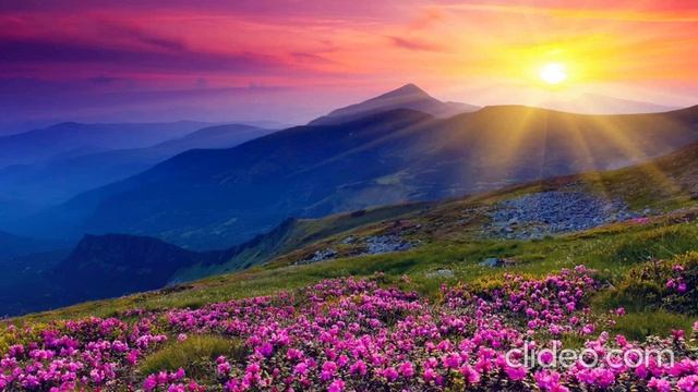 Елена Петрова