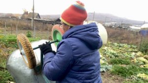 Сколько весит моя капуста и кто ее будет есть