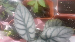 28.03.2026 О разных растениях: домашних и садовых.