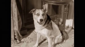 Первоклассный деляга! Фрагменты из фильма ″Собачье сердце″. 1988 г.