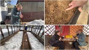 28 марта. НА ДАЧЕ. Часть 1. Первые всходы. Мозгов не хватает. Дачный мукбанг.