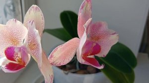 Цветение орхидей в марте 2026 года.🌺🌺🌺