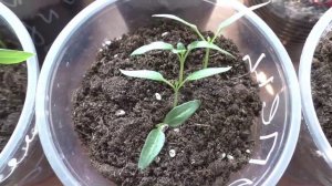 Недостаток влаги для рассады