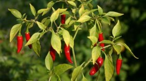 ПОДГОТОВКА🌶️ СЕМЯН🌶️ ПЕРЦА ЧИЛИ 🌶️🌶️🌶️ .  ПОДПИШИСЬ🌶️