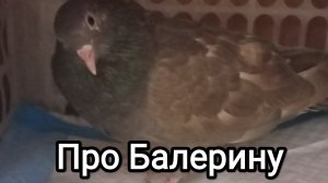 28-03-2026. Про Балерину.