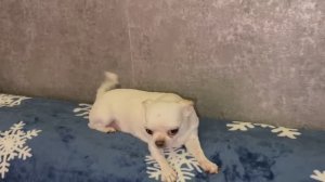 Всем доброго вечера и чудесных снов.