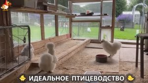 Идеальное птицеводство достойно восхищения 🐓🦆🦢🦚🦃🐔 эпизод (473)
