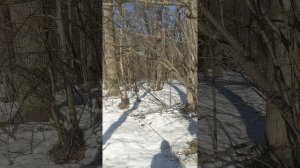 Я на солнышко гляжу, в порядок мысли привожу.