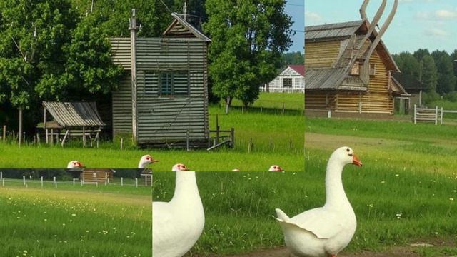 Звуки природы. Пение птиц. Дрозд пальмовый пятнистый на селе