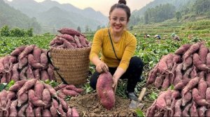 Собираю на ферме сладкий картофель и бобы, чтобы продать их на рынке. Энн. Жизнь во Вьетнаме