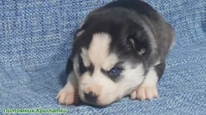 Предлагаем голубоглазую девочку щенка хаски, черно-белую, родился 6 марта 2026 года