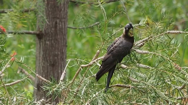 Белоухий черный какаду Баудина (Zanda Baudinii)