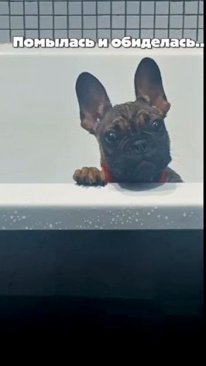 d6e0b321-080d-4d17-8944-cbbceeb50d04