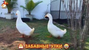 Забавные утки мускусные и пекинские на свободном выгуле со своими друзьями ч.(378) ❣️🤗😂