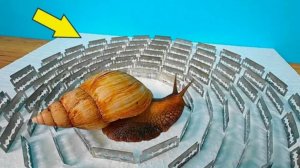 Сможет ли Улитка преодолеть 100 ЛЕЗВИЙ