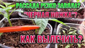 Вот почему внезапно вянет РАССАДА и как ее можно вылечить 🌱