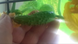 28.03.2026  Огурцы, томаты и перцы горькие раннего срока посева.