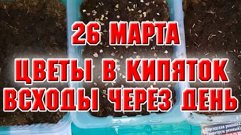26 марта. Цветы в кипяток. Взошли через сутки