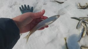 Рыбалка на корюшку / озеро Изменчивое / 26 марта 2026 года