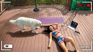 СМЕШНЫЕ МОМЕНТЫ, КОГДА ЖИВОТНЫЕ СРЫВАЮТ ТРЕНИРОВКУ