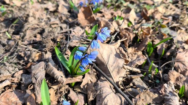 Пролеска, или сцилла. Первоцветы. В Москве зацвели первые цветы. Март 2026