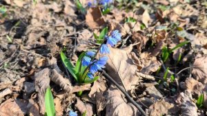 Пролеска, или сцилла. Первоцветы. В Москве зацвели первые цветы. Март 2026