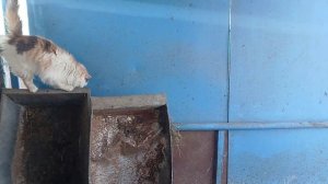 Дошла очередь до коз