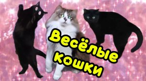 ВЕСЁЛЫЕ КОШКИ. Игрушка для кошек.
