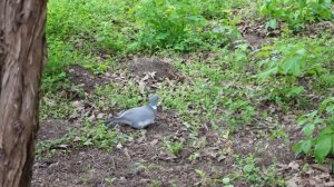 Тирасполь  Дендро парк в мае 2022