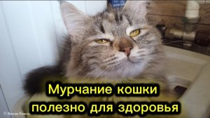 Мурчание кошки полезно для здоровья. А кошке удовольствие!