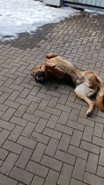 немецкая овчарка