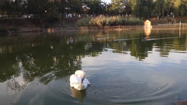 Лебедь чистит перышки