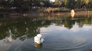 Лебедь чистит перышки