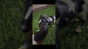 Видео для КСК Сакура.
(большое спасибо...) ♡