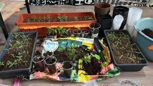 28.03.26. Пикировка и присыпка вытянутой рассады томатов и перцев. Разборки с рассадой сельдерея